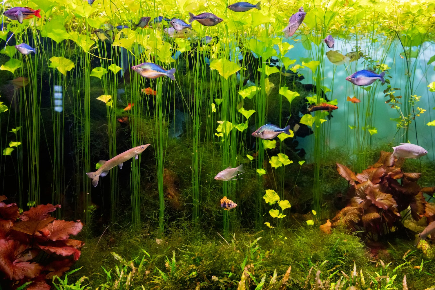 Algen im Meerwasseraquarium mit Fischen
