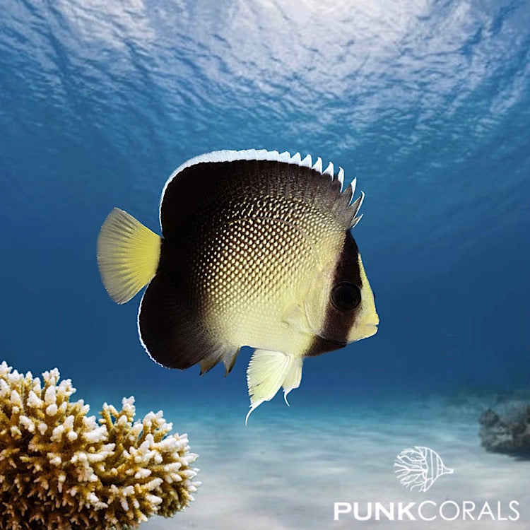 Apolemichthys xanthurus – Indischer Rauchglas-Kaiserfisch kaufen