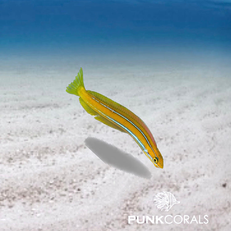 Plagiotremus rhinorhynchos BlaustreifenSäbelzahnschleimfisch