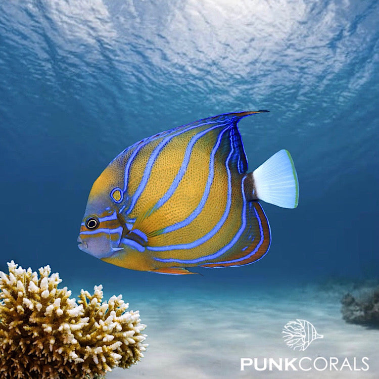 Pomacanthus annularis RingKaiserfisch