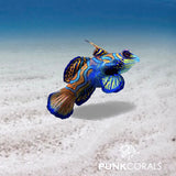 Leierfische