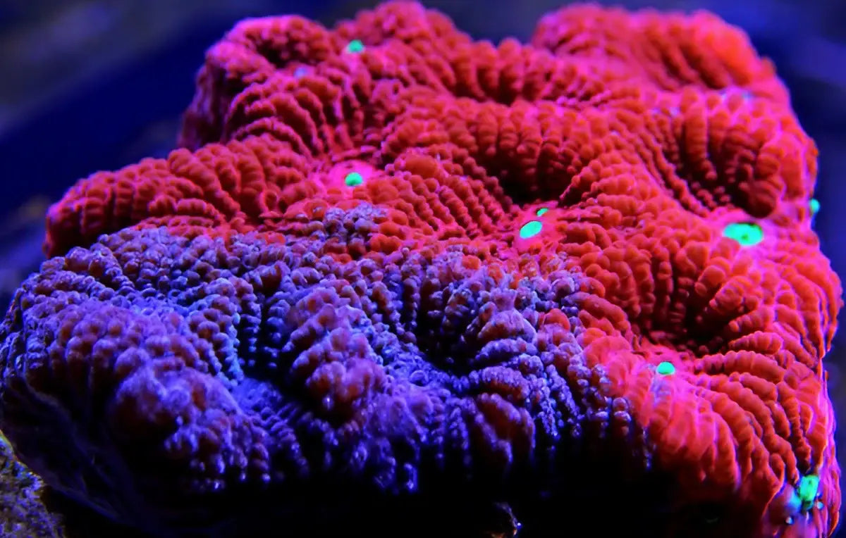 Jede Koralle ein Unikat