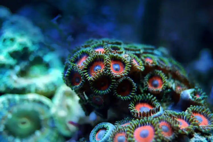 Große Auswahl lebender Korallen bei PUNK Corals klein