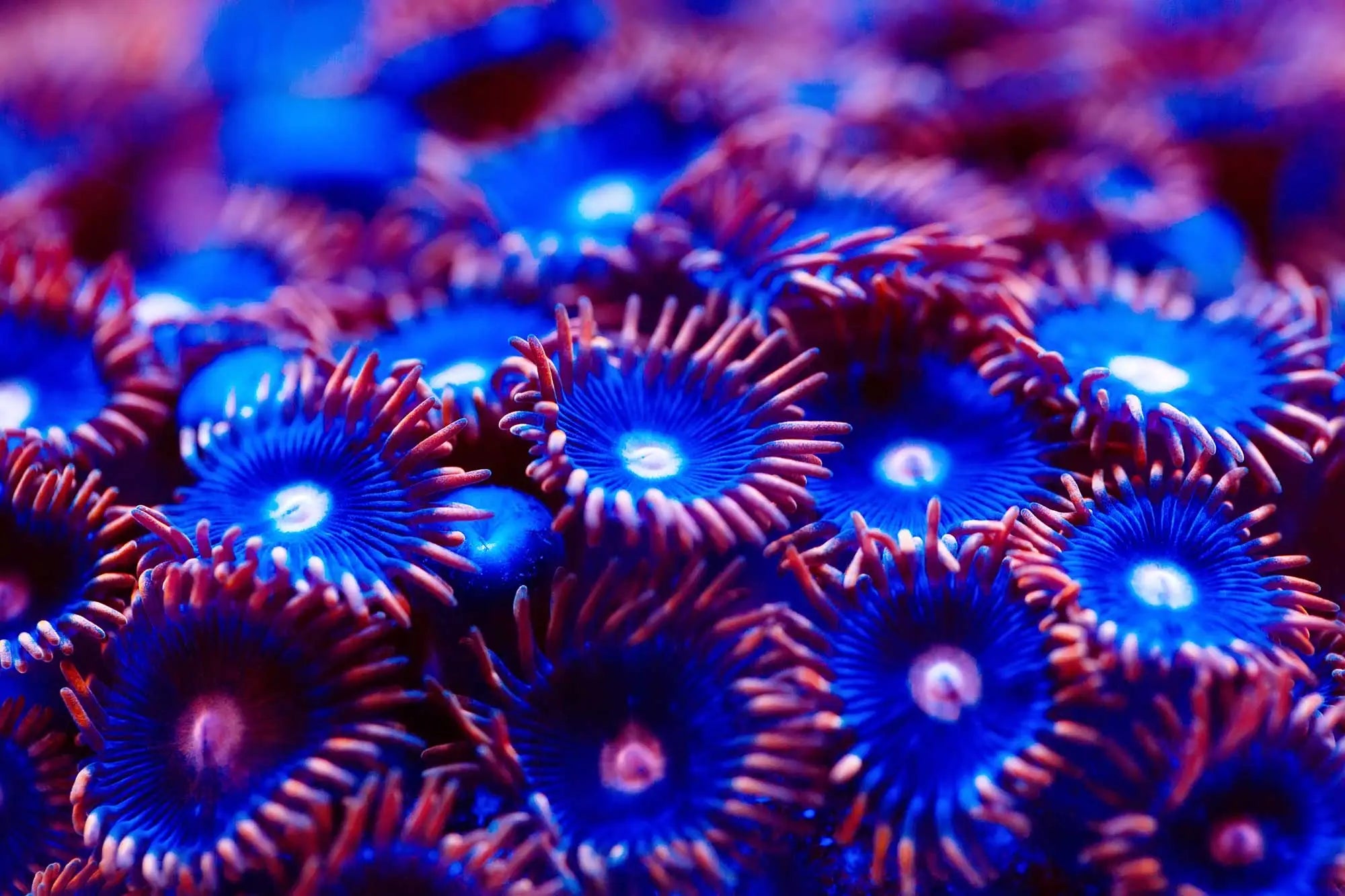 Wir verschicken einfach und sicher lebende Korallen zu Ihnen nach Hause 
