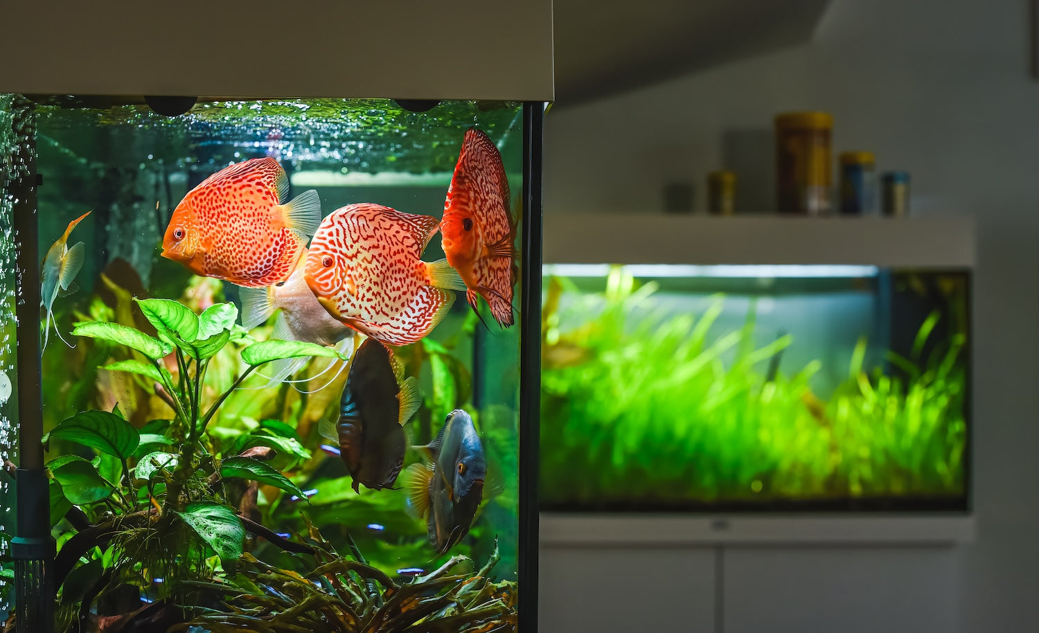Karbonathärte im Aquarium