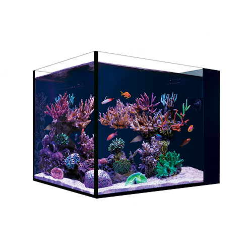 Meerwasseraquarium einrichten: Die Schritt-für-Schritt-Anleitung für Anfänger