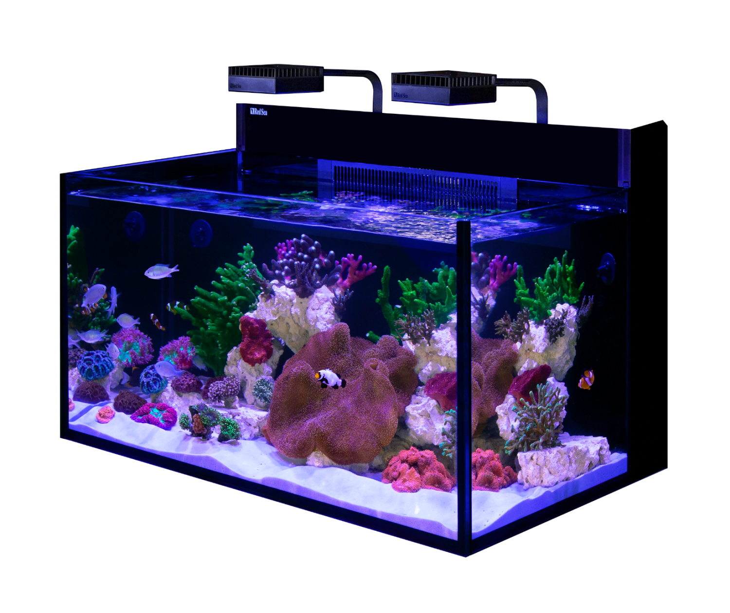 Meerwasseraquarium einfahren: Die Einfahrphase Schritt für Schritt