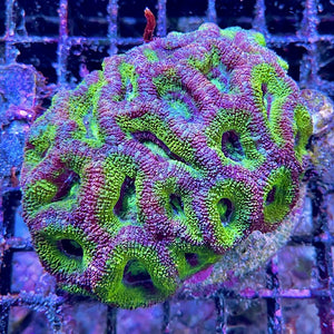 Acanthastrea / Micromussa lordhowensis