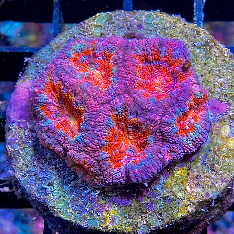 Acanthastrea Micromussa lordhowensis