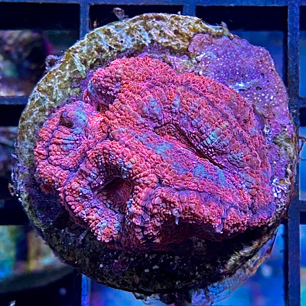 Acanthastrea Micromussa lordhowensis