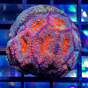 Acanthastrea Micromussa lordhowensis