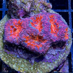 Acanthastrea Micromussa lordhowensis