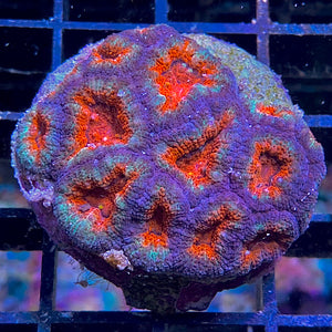 Acanthastrea Micromussa lordhowensis