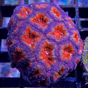 Acanthastrea Micromussa lordhowensis