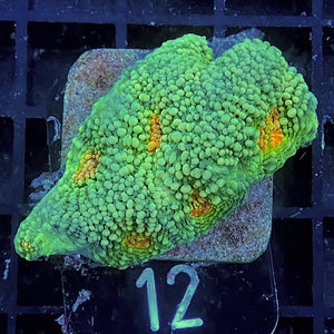 Acanthastrea echinata