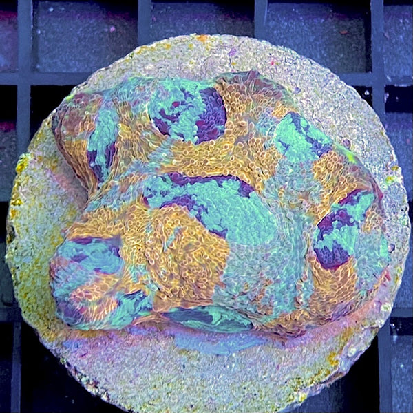 Acanthastrea echinata