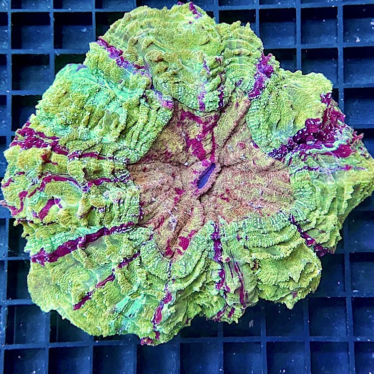 Acanthophyllia deshayesiana