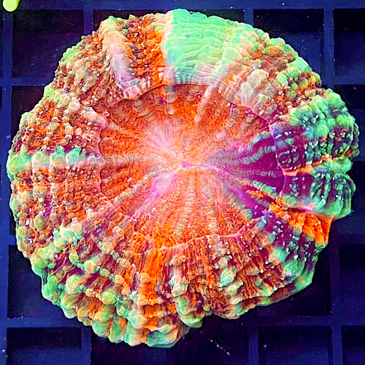 Acanthophyllia deshayesiana