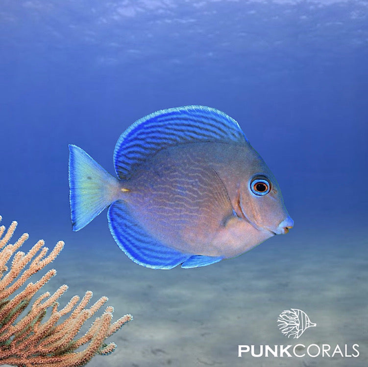 Acanthurus coeruleus Blauer-Doktorfisch