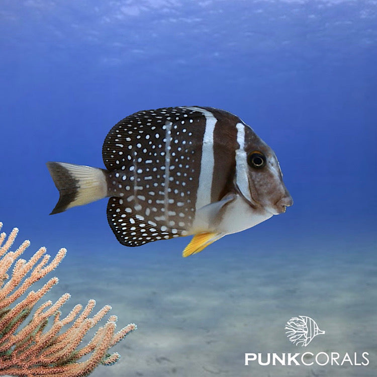 Acanthurus guttatus - Brandungs Doktorfisch