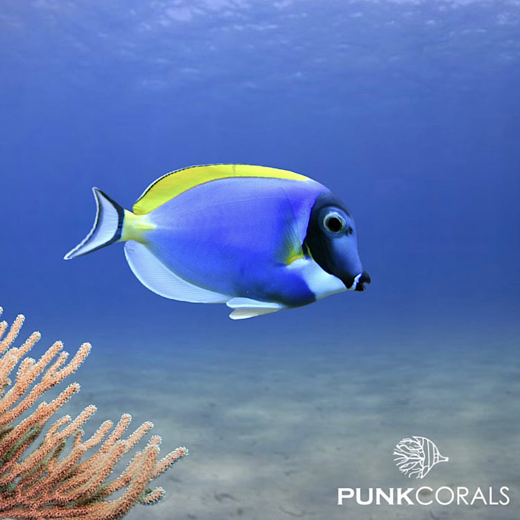 Acanthurus leucosternon Weißkehl-Doktorfisch