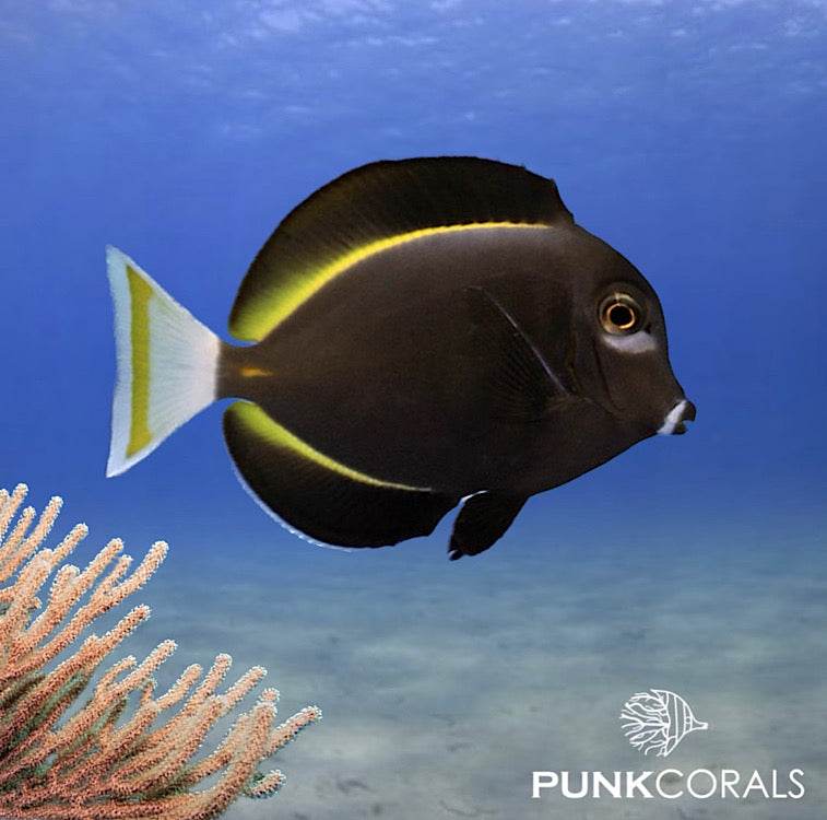 Acanthurus nigricans Samt-Doktorfisch