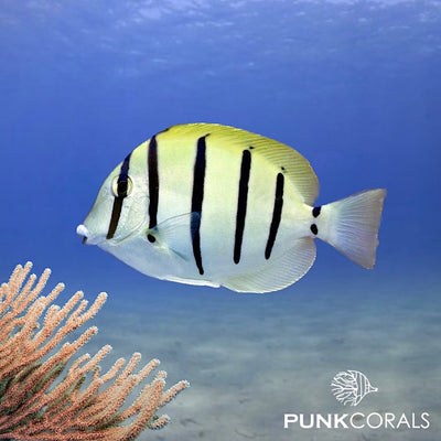 Acanthurus triostegus Gitter-Doktorfisch