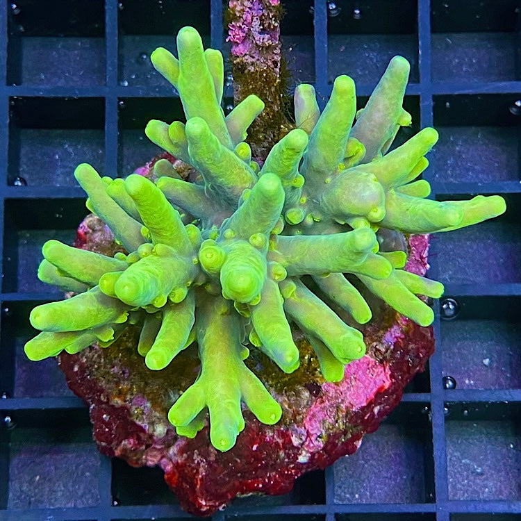Acropora caroliniana