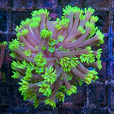 Alveopora