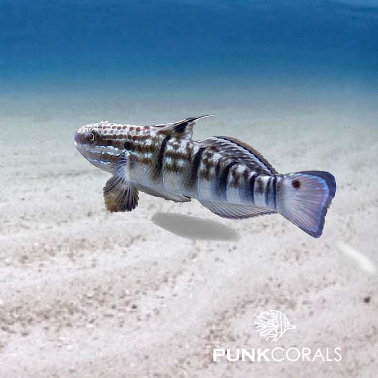 Amblygobius phalaena Bagger-Grundel