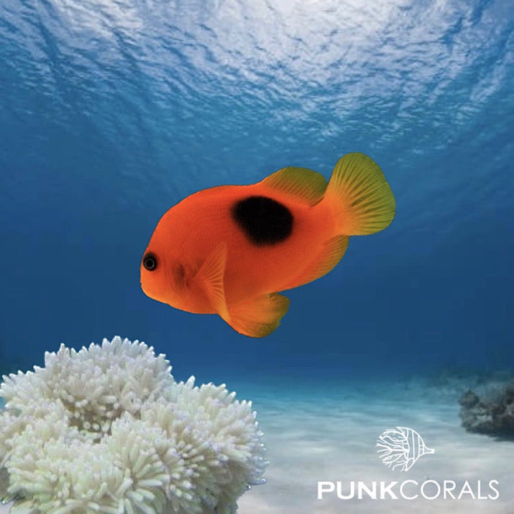 Amphiprion Ephippium - Glühkohlen Anemonenfisch