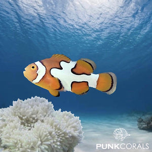 Amphiprion ocellaris - Picasso Clownfisch