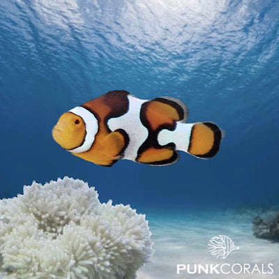 Amphiprion ocellaris - Picasso Clownfisch