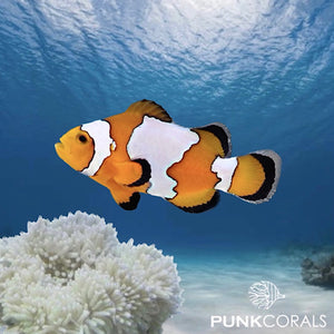 Amphiprion ocellaris - Snowflake Clownfisch