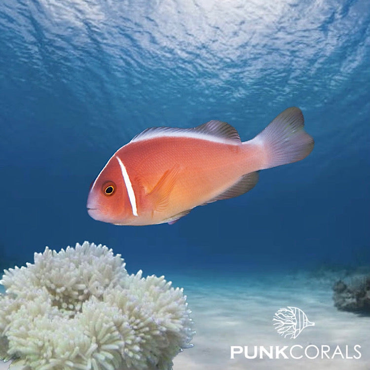 Clownfische kaufen  sicherer Versand von Anemonenfischen