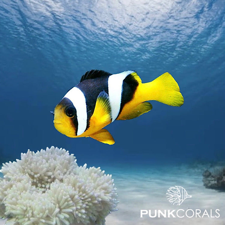 Clownfische kaufen  sicherer Versand von Anemonenfischen