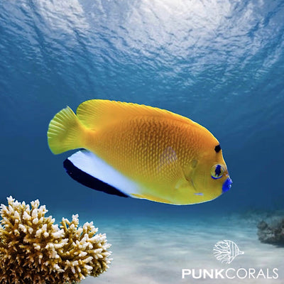 Apolemichthys trimaculatus Dreipunkt-Kaiserfisch