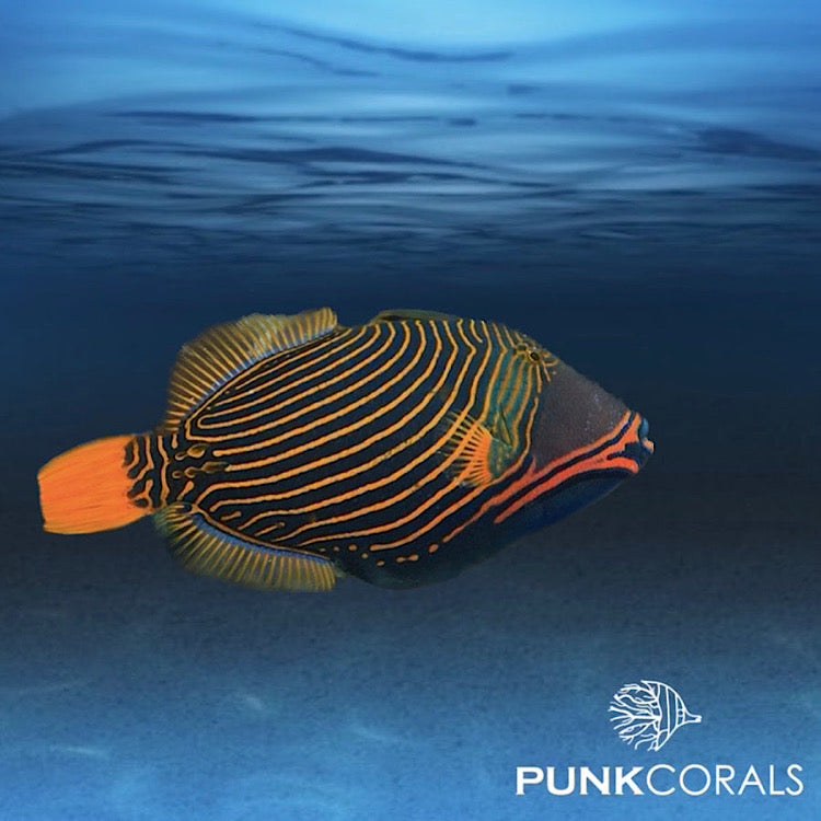 Balistapus undulatus Orangestreifen-Drückerfisch