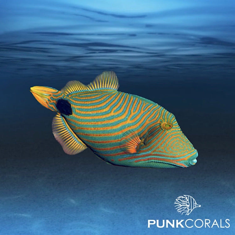 Balistapus undulatus Orangestreifen-Drückerfisch