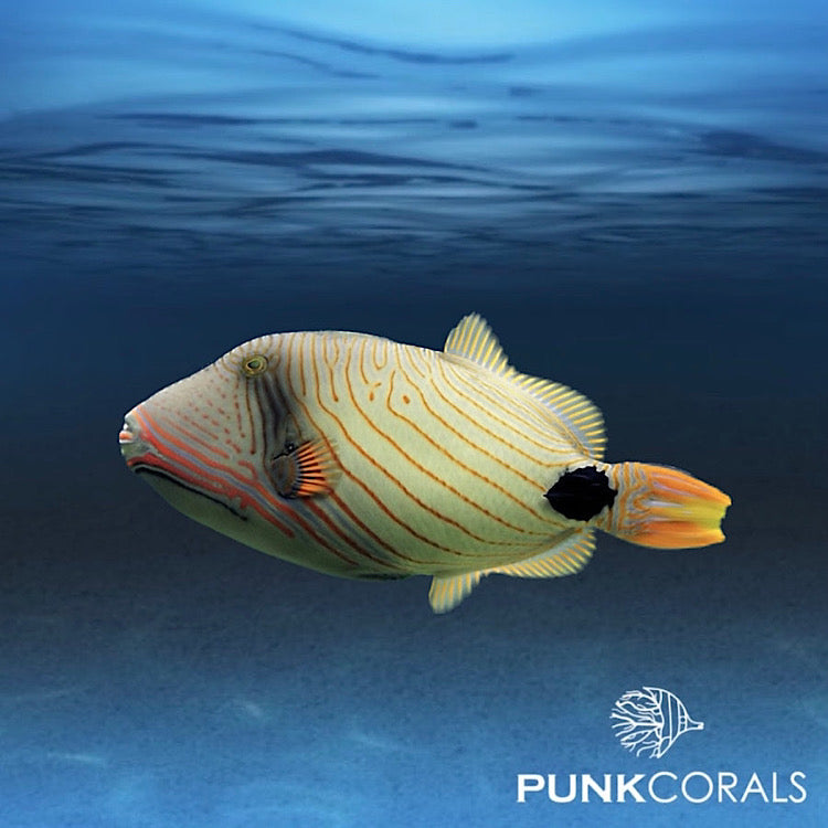 Balistapus undulatus Orangestreifen-Drückerfisch