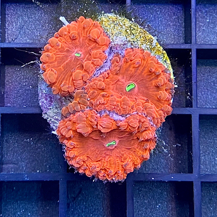 Blastomussa wellsi