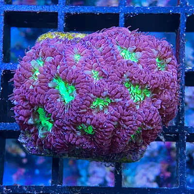 Blastomussa merleti