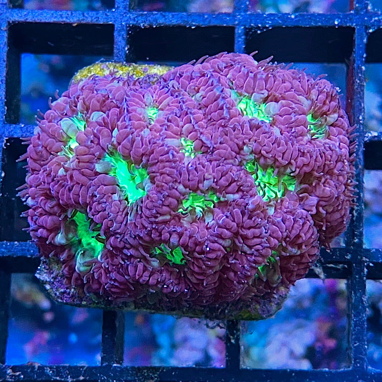 Blastomussa merleti