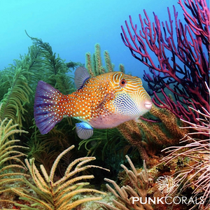 Canthigaster amboinensis Ambon Spitzkopfkugelfisch