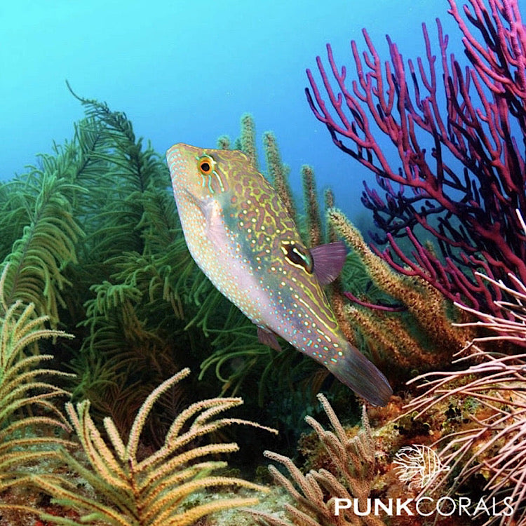 Canthigaster bennetti - Benetts Kugelfisch