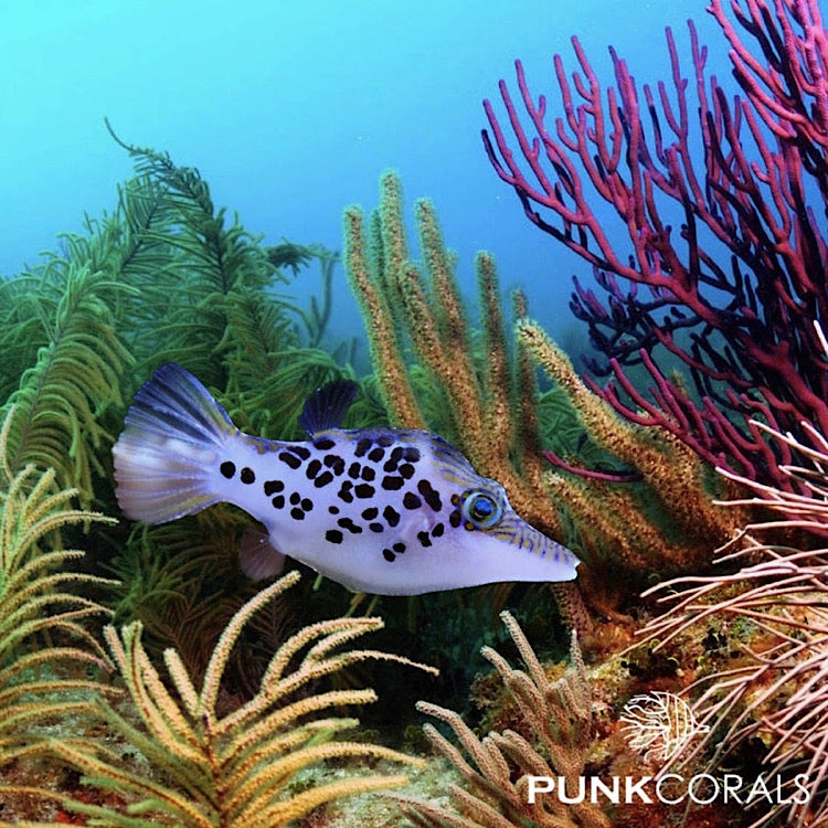 Canthigaster leoparda Leopard-Kugelfisch