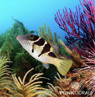 Canthigaster valentini Sattel-Spitzkopfkugelfisch