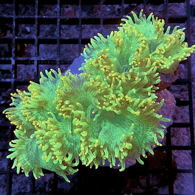 Catalaphyllia jardinei