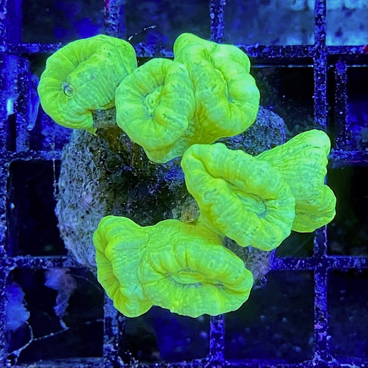 Caulastrea