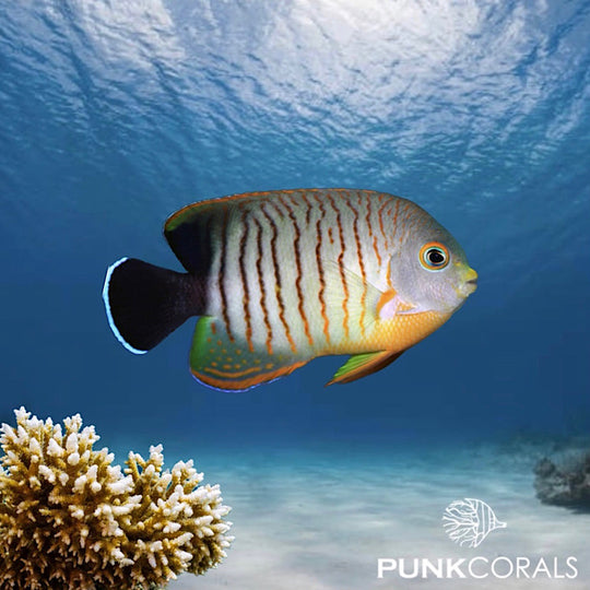 Centropyge eibli Eibls Zwergkaiserfisch online kaufen